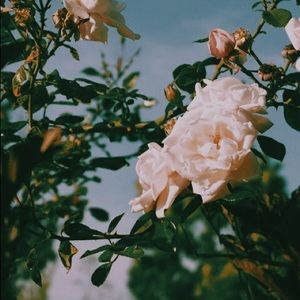 Meet your Posher, Josephine